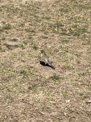 Turdus migratorius