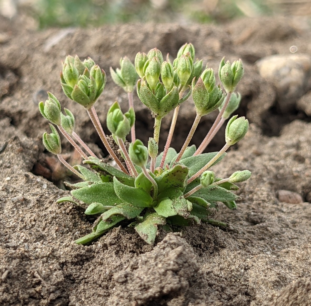 Androsace occidentalis