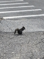 Sciurus carolinensis