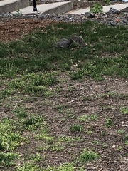Sciurus carolinensis