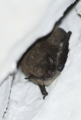 Myotis mystacinus