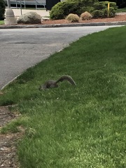 Sciurus carolinensis