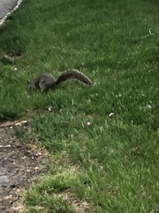 Sciurus carolinensis