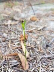 Pterostylis nigricans
