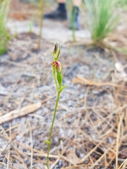 Pterostylis nigricans