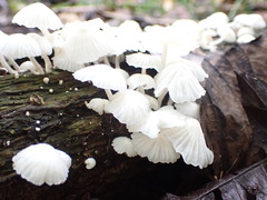 Marasmiellus volvatus