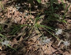 Amerallium