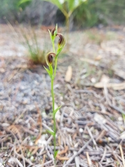 Pterostylis nigricans