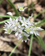 Amerallium