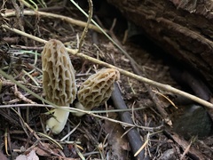Morchella norvegiensis