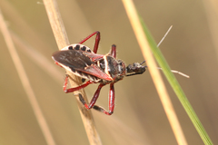 Apiomerus floridensis