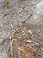 Pterostylis nigricans