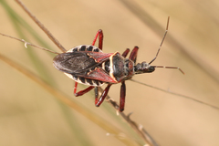 Apiomerus floridensis