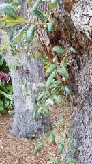 Quercus geminata
