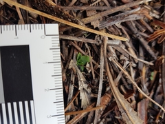 Pterostylis nigricans