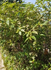 Angiospermae