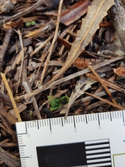 Pterostylis nigricans