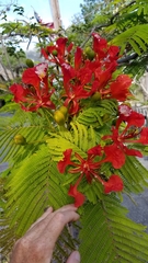 Delonix regia