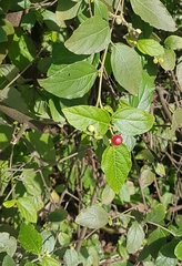 Angiospermae