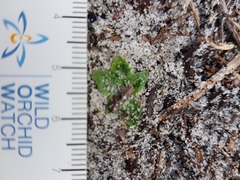 Pterostylis nigricans