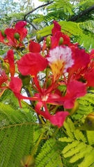 Delonix regia