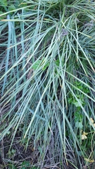 Aciphylla squarrosa squarrosa
