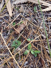 Pterostylis nigricans