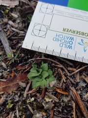 Pterostylis nigricans