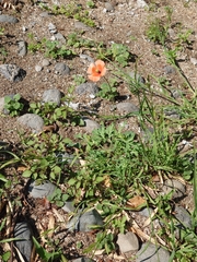 Papaver dubium