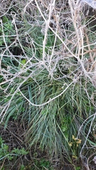 Aciphylla squarrosa squarrosa