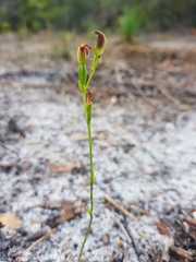 Pterostylis nigricans