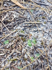 Pterostylis nigricans