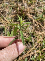 Eupatorium leucolepis