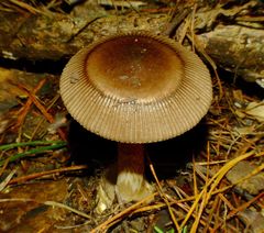 Amanita pekeoides image