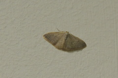Idaea distinctaria