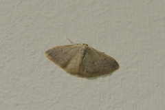 Idaea distinctaria