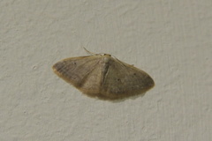 Idaea distinctaria