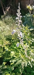 Salvia pallida
