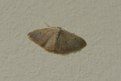 Idaea distinctaria