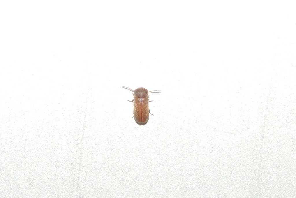 Metholcus phoenicis