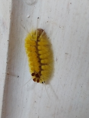 Lophocampa annulosa
