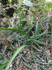 Disocactus speciosus