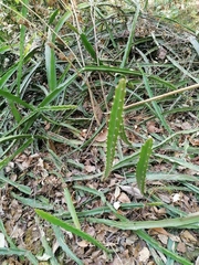 Disocactus speciosus