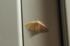 Idaea distinctaria