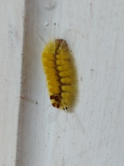 Lophocampa annulosa