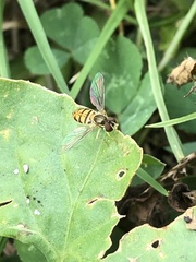 Toxomerus marginatus