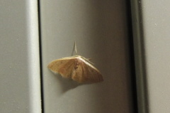 Idaea distinctaria