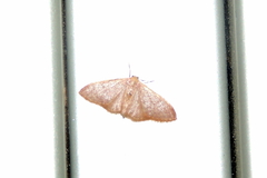 Idaea distinctaria
