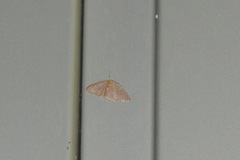 Idaea distinctaria