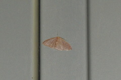 Idaea distinctaria
